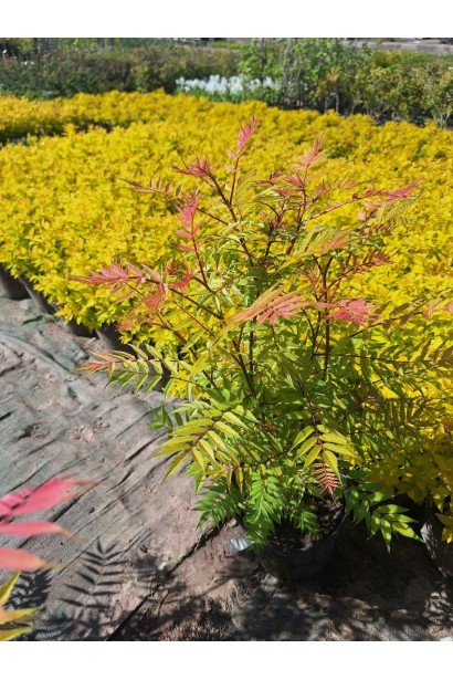 Горобинник горобинолистий Сем® 